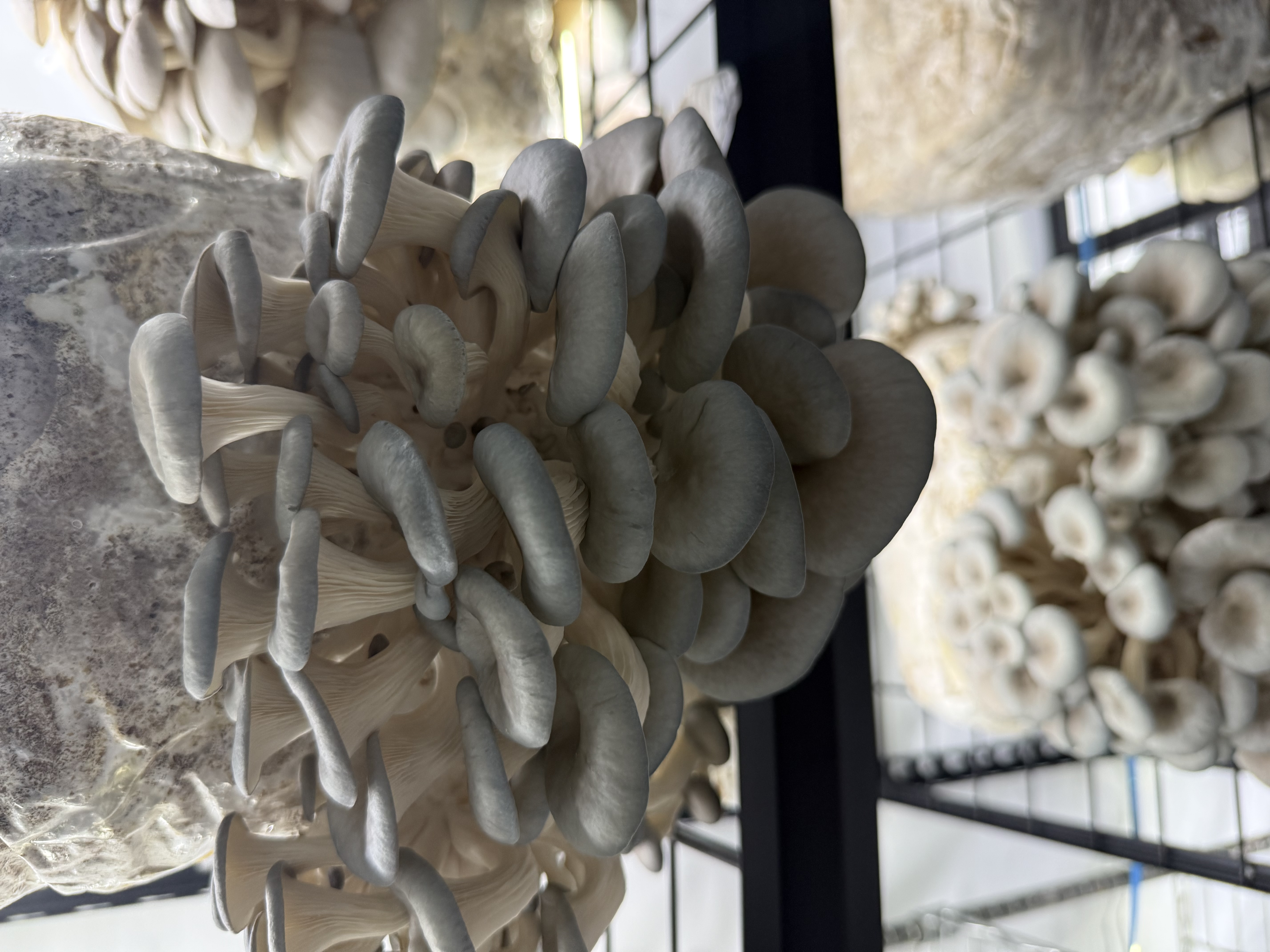 Blue Oyster Mushrooms
